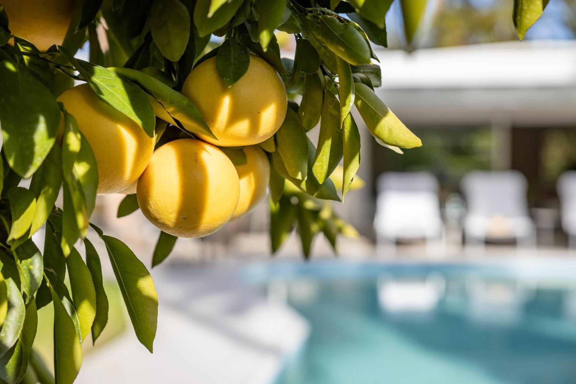 Casa Cactus By Acme House Company Vila Palm Springs Exterior foto